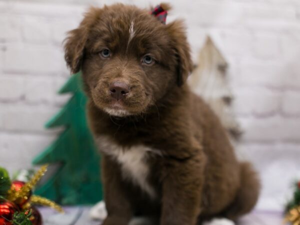 Texas Heeler DOG Female Chocolate w/ Blue eyes 15808 Petland Wichita, Kansas