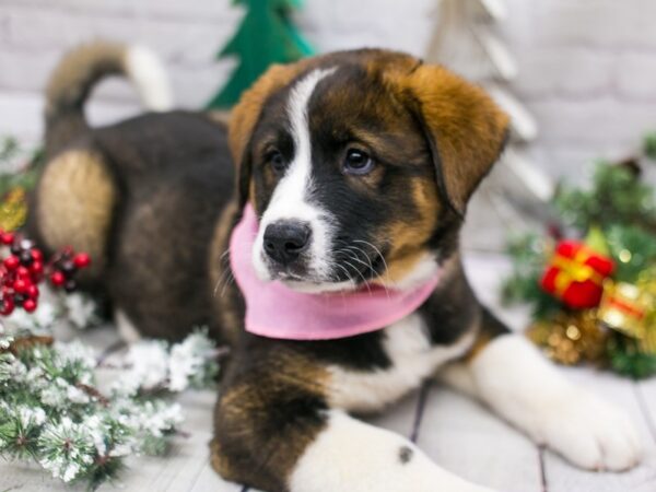 Akitabern-DOG-Female-Dark Sable & White-15807-Petland Wichita, Kansas