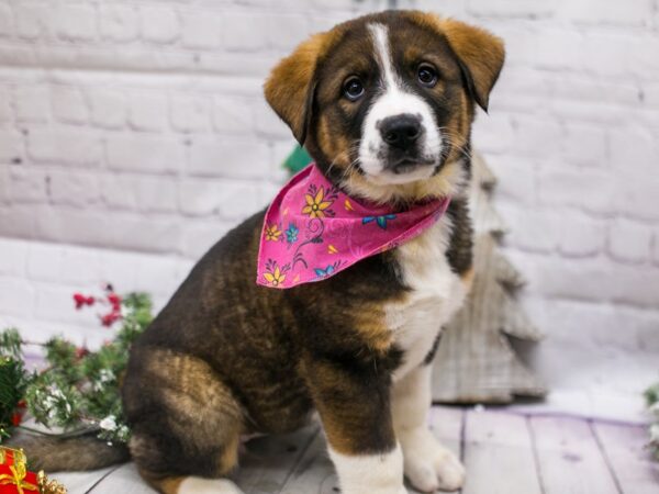 Akitabern DOG Female Dark Sable & White 15806 Petland Wichita, Kansas