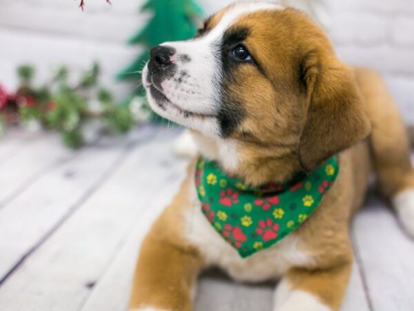 Akitabern-DOG-Male-Fawn & White-15805-Petland Wichita, Kansas