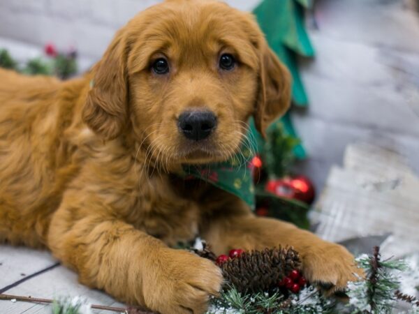 Golden Retriever DOG Male Red 15804 Petland Wichita, Kansas