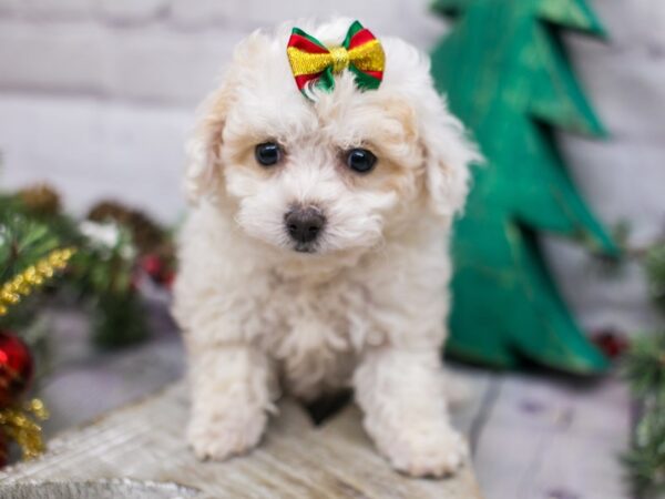 Miniature Poodle DOG Female White & Apricot 15803 Petland Wichita, Kansas