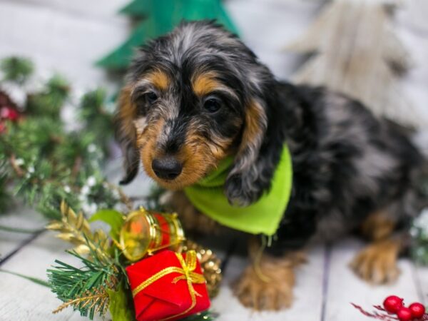 Miniature long haired silver dapple dachshund top