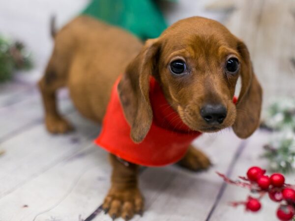 Miniature Dachshund DOG Male Red Smooth Coat 15800 Petland Wichita, Kansas