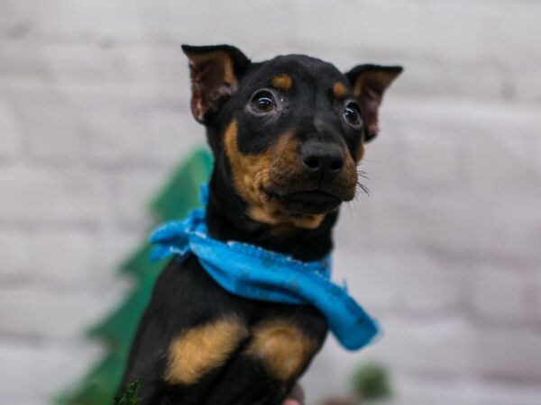 Miniature Pinscher DOG Male Black & Rust 15799 Petland Wichita, Kansas