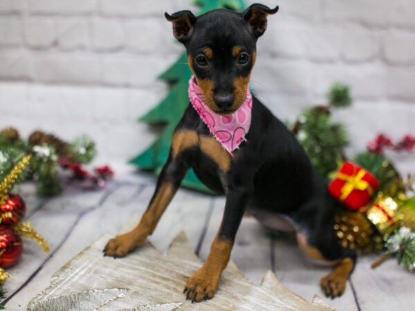 Miniature Pinscher-DOG-Female-Black & Rust-15798-Petland Wichita, Kansas