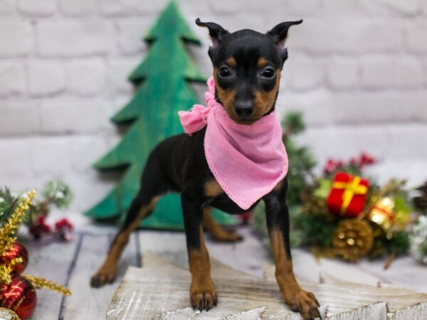 Miniature Pinscher DOG Female Black & Rust 15797 Petland Wichita, Kansas