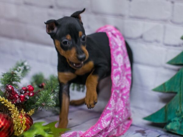 Miniature Pinscher DOG Female Black & Rust 15796 Petland Wichita, Kansas