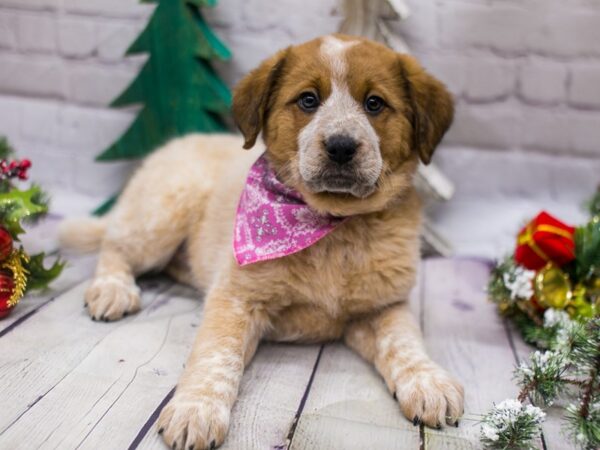 Pyrenees Heeler DOG Female Red Mottled 15795 Petland Wichita, Kansas