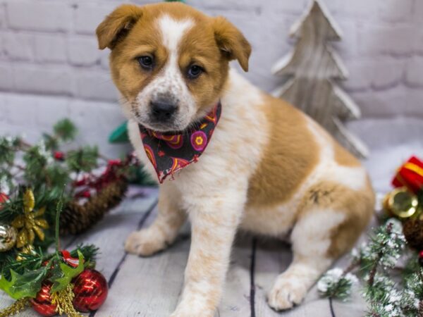 Pyrenees Heeler DOG Female Red Mottled 15794 Petland Wichita, Kansas