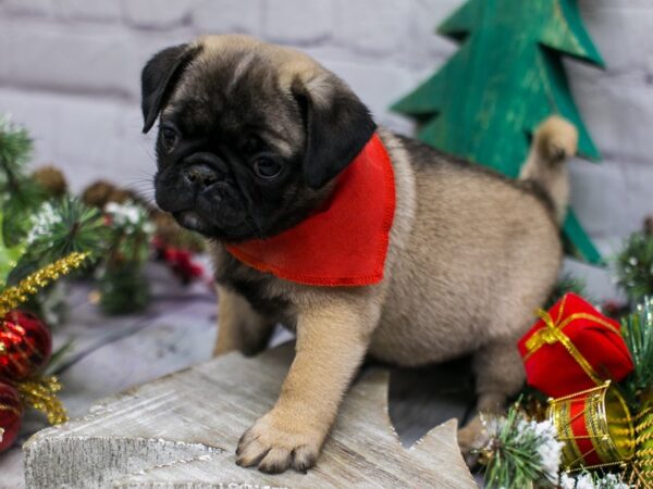 Pug DOG Female Fawn 15793 Petland Wichita, Kansas