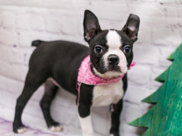 Boston Terrier DOG Female Black & White 15783 Petland Wichita, Kansas