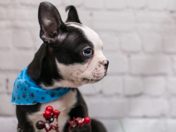 Boston Terrier DOG Male Black & White 15745 Petland Wichita, Kansas