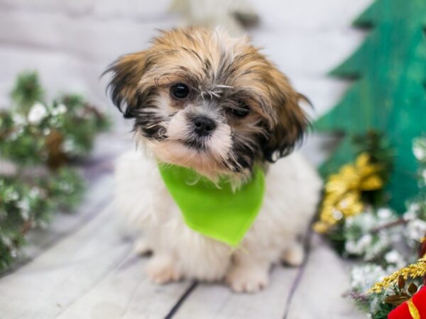 Toy ShihPoo-DOG-Male-White & Gold-15814-Petland Wichita, Kansas