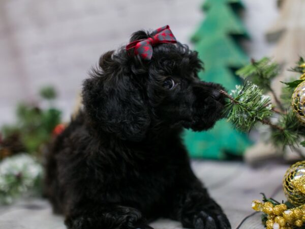 Miniature Poodle DOG Female Black 15826 Petland Wichita, Kansas