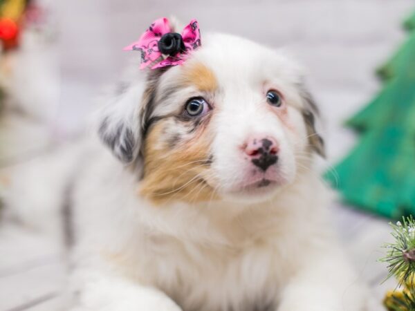 Miniature Australian Shepherd DOG Female Blue Merle 15825 Petland Wichita, Kansas