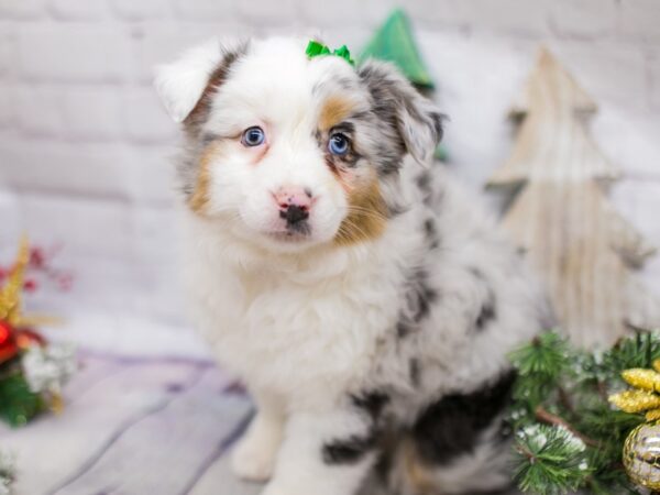 Miniature Australian Shepherd-DOG-Female-Blue Merle-15824-Petland Wichita, Kansas