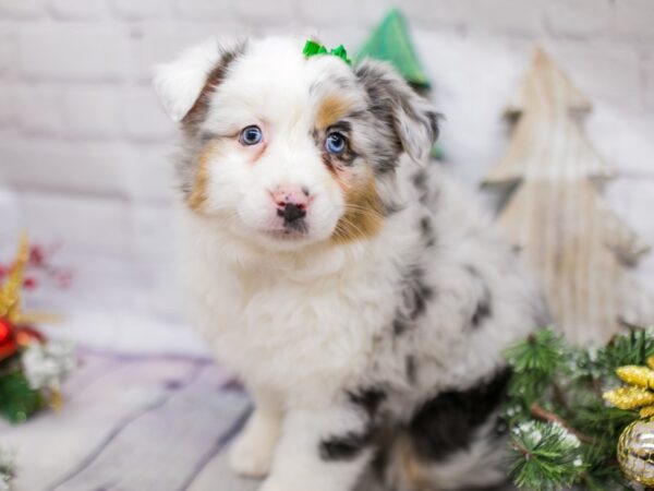 Miniature Australian Shepherd DOG Female Blue Merle 15824 Petland Wichita, Kansas