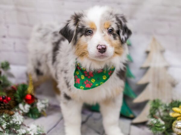 Miniature Australian Shepherd DOG Male Blue Merle 15823 Petland Wichita, Kansas