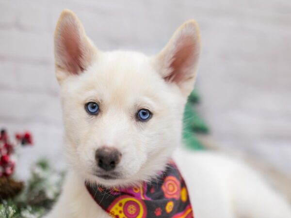 Siberian Husky DOG Female White 15822 Petland Wichita, Kansas