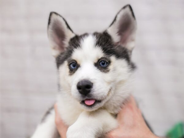 Siberian Husky DOG Male Black & White 15821 Petland Wichita, Kansas