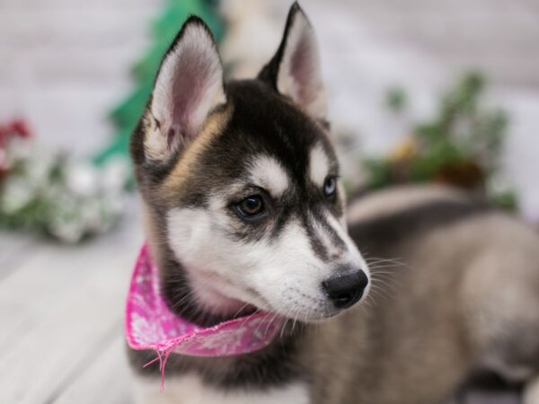 Siberian Husky DOG Female Grey & White 15820 Petland Wichita, Kansas