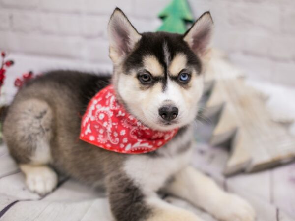 Siberian Husky DOG Male Grey & White 15819 Petland Wichita, Kansas