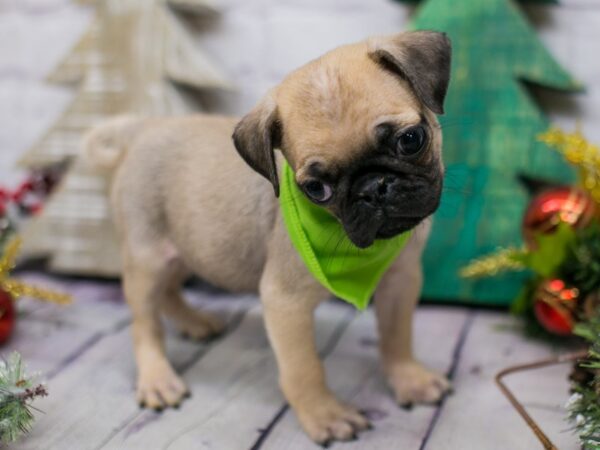 Pug DOG Male Fawn w/ Black Mask 15818 Petland Wichita, Kansas