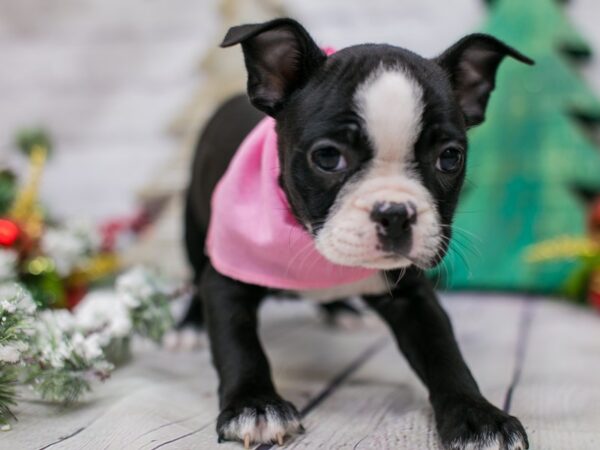 Boston Terrier DOG Female Black & White 15817 Petland Wichita, Kansas