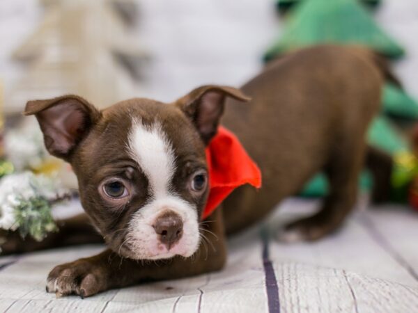 Boston Terrier DOG Male Red & White 15816 Petland Wichita, Kansas