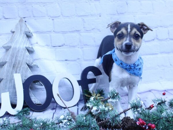 Rat Terrier-DOG-Female-Black Tri-15845-Petland Wichita, Kansas