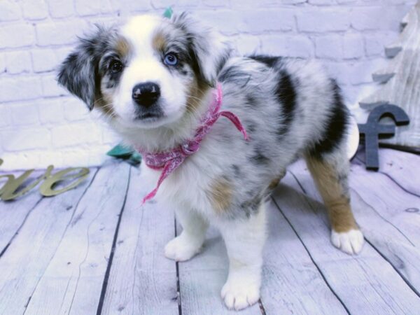 Australian Shepherd DOG Female Blue Merle Bi-eyed 15840 Petland Wichita, Kansas