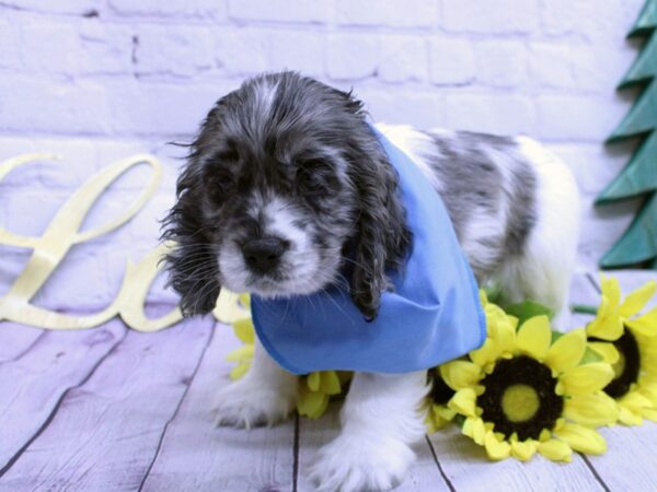 Cocker Spaniel DOG Male Blue Merle Pibald 15838 Petland Wichita, Kansas