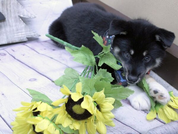 Pomsky DOG Male Black Tri 15832 Petland Wichita, Kansas