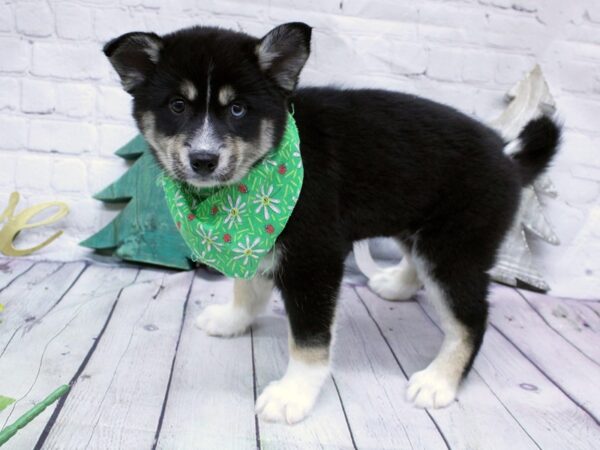 Pomsky DOG Female Bi-Eyed Black Tri 15830 Petland Wichita, Kansas