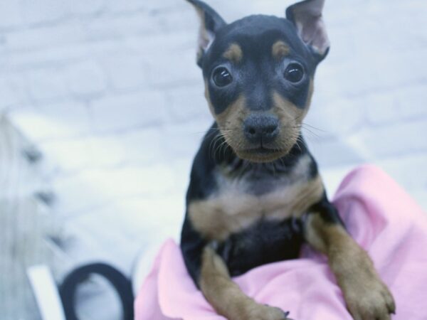 Miniature Pinscher DOG Female Black And Rust 15828 Petland Wichita, Kansas