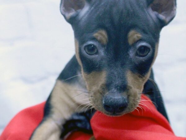 Miniature Pinscher DOG Female Black And Rust 15829 Petland Wichita, Kansas