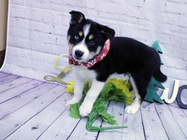 Pomsky DOG Male Bi-Eyed Black Tri 15833 Petland Wichita, Kansas