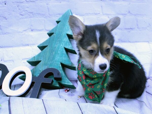 Pembroke Welsh Corgi-DOG-Male-Black Tri-15854-Petland Wichita, Kansas