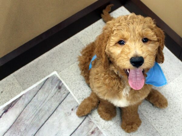 Goldendoodle DOG Male Red 15852 Petland Wichita, Kansas