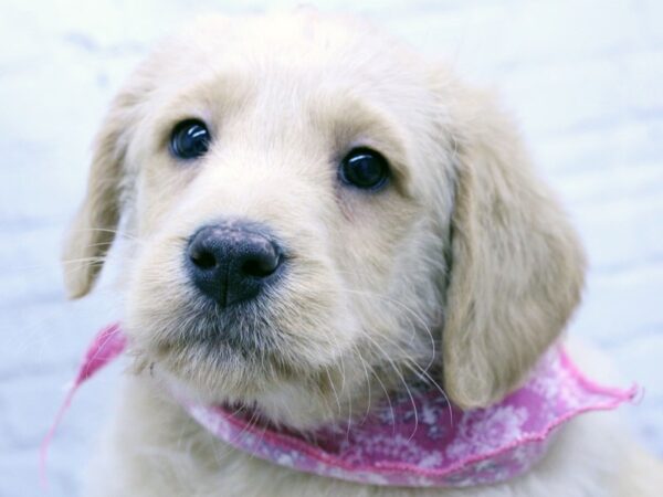 Goldador Retriever DOG Female Golden 15868 Petland Wichita, Kansas