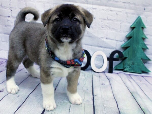 Akita DOG Female Fawn 15879 Petland Wichita, Kansas