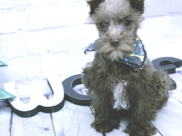 Miniature Schnauzer DOG Male Chocolate 15886 Petland Wichita, Kansas