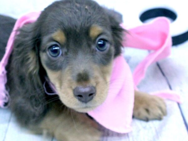 Miniature Dachshund DOG Female Chocolate & Tan Long Haired 15885 Petland Wichita, Kansas