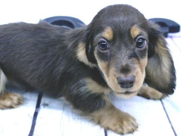 Miniature Dachshund-DOG-Female-Chocolate & Tan Long Haired-15884-Petland Wichita, Kansas