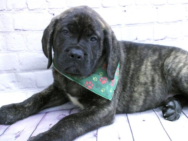 English Mastiff DOG Male Brindle 15864 Petland Wichita, Kansas