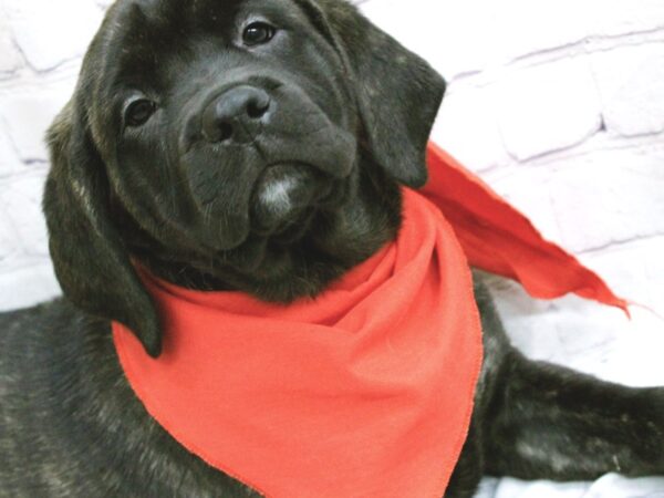 English Mastiff-DOG-Female-Brindle-15865-Petland Wichita, Kansas