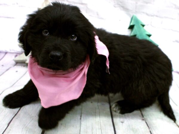 Newfoundland DOG Female Black 15869 Petland Wichita, Kansas