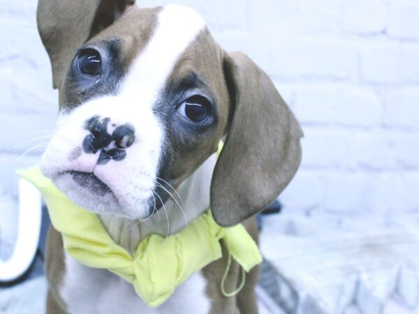 Boxer DOG Female Flashy Red 15867 Petland Wichita, Kansas