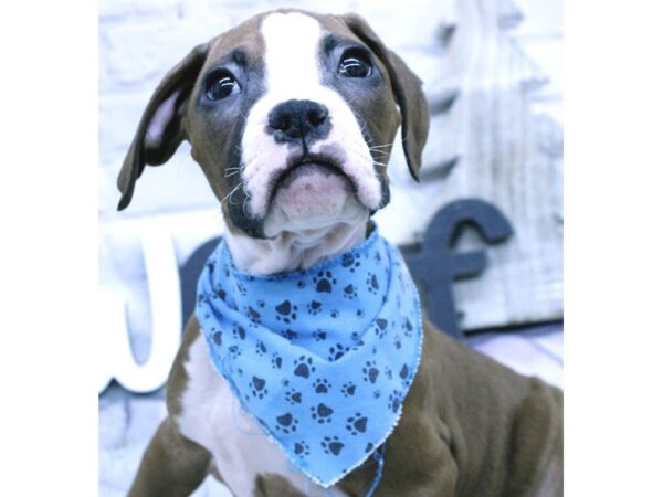 Boxer DOG Male Flashy Red 15866 Petland Wichita, Kansas